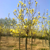 叢生玉蘭 規(guī)格齊全 市政園林防護(hù)樹(shù) 小區(qū)公園庭院觀賞庭蔭行道樹(shù)