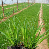 大葉苔草 護坡固土 花壇花鏡鑲邊配植 別墅小區(qū)庭院綠化工程草