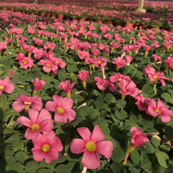 芙蓉酢漿草