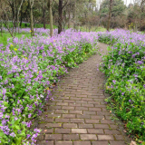 供应二月兰小苗 易成活 花坛地被园林绿化 小区公园道路美化环境