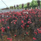 红叶紫薇 规格齐全 花量大 景区道路庭院种植绿化风景树苗 基地批发