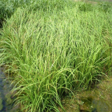 水生苔草 園林綠化觀賞草 小區(qū)公園庭院種植河道岸邊美化環(huán)境