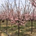 基地批發(fā) 櫻花樹苗 公園景區(qū)觀賞種植 道路別墅庭院園林造景風(fēng)景樹