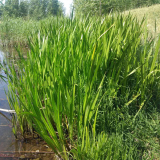 水菖蒲 水景点缀 湿地公园生态浮岛 河岸池塘沼泽地绿化造景苗