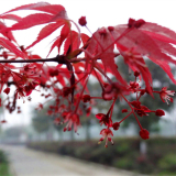 紅楓樹苗批發(fā) 規(guī)格齊全 道路景觀行道樹 庭院園林綠化栽植樹苗