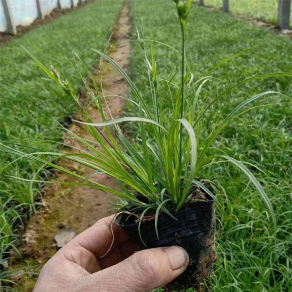 青綠苔草