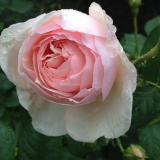 大花月季 小苗 花壇花鏡花海觀賞性花卉 庭院小區(qū)陽臺園林綠化工程苗