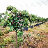 大量供應 喬木五彩錦帶 花色豐富道路隔離帶種植觀賞綠化樹