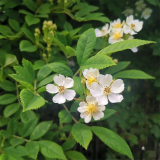 长期批发野蔷薇 花量大庭院花坛种植观赏园林造景工程苗