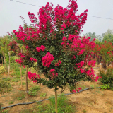 紅火球紫薇 品種齊全 花壇花鏡種植觀賞花卉道路色塊綠籬工程苗