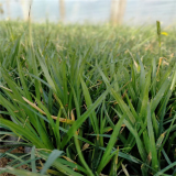 嶗峪苔草杯苗 綠地被草叢長勢濃綠公園濕地護(hù)坡用 冷季觀賞草