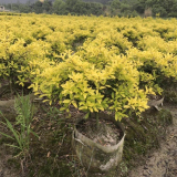 黃金構(gòu)骨基地批發(fā) 園林景觀(guān)植物 庭院道路園林綠化苗木