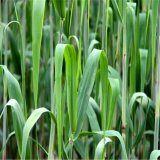 芦苇 品种齐全 湿地公园沿岸池塘 水池绿化水生植物河道净化水质