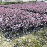 基地批發(fā) 紅花繼木大杯苗 花壇花鏡觀賞性種植 園林景觀造景