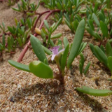 海馬齒小苗 地被庭院園林綠化工程苗 花鏡花壇配植草 護坡固土