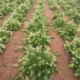 基地長期批發(fā)金銀花小苗 花壇花鏡觀賞性種植 庭院小區(qū)園林綠化苗