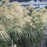 歌舞芒小苗 池塘河邊庭院公園園林綠化植物護土固坡 花壇花鏡租擺