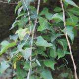 葛藤 藤本植物小苗 小區(qū)庭院公園綠化種植 市政園林觀賞花卉