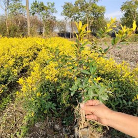 黄金构骨球型棒棒糖型 道路两旁小区庭院公园绿化工程苗木