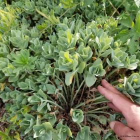 八宝景天 规格齐全 多年生草本植物 花坛花镜花海观赏性种植