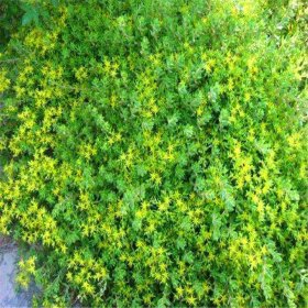 卧茎景天别名狗牙齿 花海花镜花坛观赏性植物 庭院园林绿化工程苗木