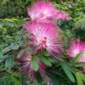 基地直发 合欢树苗 绒花树行道树 庭院别墅观赏性植物工程苗