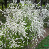 噴雪花苗 市政園林道路觀賞造景花卉 庭院小區(qū)公園綠化栽植苗