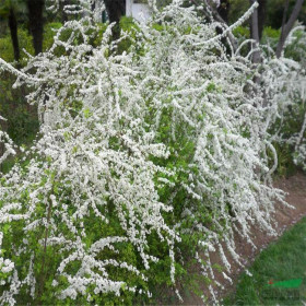 喷雪花苗 市政园林道路观赏造景花卉 庭院小区公园绿化栽植苗