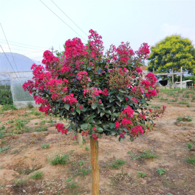 红火箭紫薇 花色鲜艳 树形优美 园林地被绿化风景树 苗木基地批发