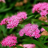 日本繡線菊小苗 綠化造景觀賞苗 花壇種植切花材料 廣場(chǎng)公園觀賞用