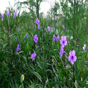 翠芦莉 水生植物常在公园湖泊周围栽植多年生草本植物工程苗