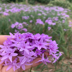 基地批发 花叶紫娇花 花坛花镜租摆用苗 市政园林小区观赏花卉