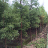 基地出售池杉 規(guī)格齊全 易成活 園林景觀街道公園綠化工程行道樹(shù)