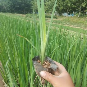 批发水生植物 鸢尾 鱼塘池塘绿化造景 庭院阳台地栽工程绿化苗