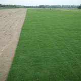 果嶺草草坪草皮 易成活 地被學校操場高爾夫球場公園跑道綠化帶草坪