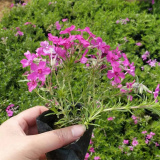 叢生福祿考小苗基地批發(fā) 花壇花鏡植物觀賞苗 道路地被工程苗