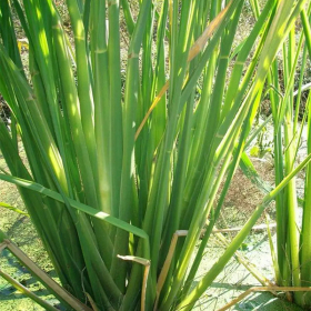 茭白 河道湿地 水体绿化 园林花坛花镜观赏植物 净化水质