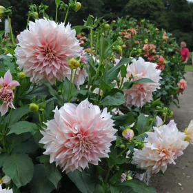 基地种植大丽花 花色艳丽 庭院种植室内盆栽观赏 绿化工程盆栽苗