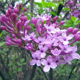 基地供应 紫丁香球 观赏造型花卉植物 庭院道路旁园林绿化工程苗木