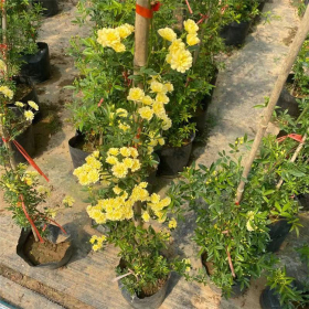 基地供应爬藤植物 木香花小苗 屋顶棚架墙体绿化 园林庭院观赏花卉