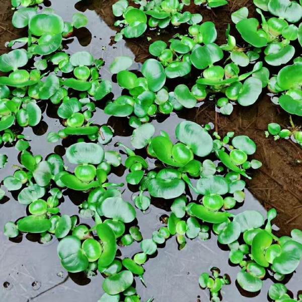 水葫芦