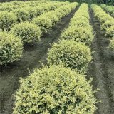 長期批發(fā)彩葉灌木 金姬小臘球 庭院景區(qū)園林造景栽植綠化苗木