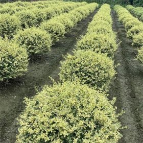 长期批发彩叶灌木 金姬小腊球 庭院景区园林造景栽植绿化苗木