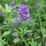 種植基地供應 紫花苜蓿 多年生草本植物 花壇花鏡花海觀賞性種植