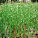 花葉水蔥小苗 濕地河道公園綠植 易成活栽種工程項(xiàng)目可用盆栽地栽