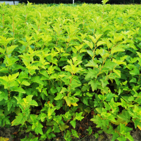 丛生金叶风箱果 基地长期供应 观叶耐寒灌木庭院植物行道景观树