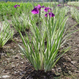 玉蟬花 庭院別墅區(qū)造景栽植 湖畔河道濕地綠化花卉花鏡花壇觀賞苗