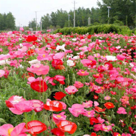 冰島虞美人小苗批發(fā) 小區(qū)庭院公園綠化種植 花壇花鏡租擺用苗