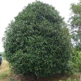 苗圃大量出售 精品地笼桂花 庭院种植花卉 园林绿化工程造景苗木