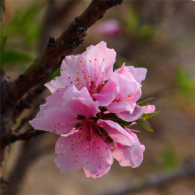 基地批發(fā)壽星桃 花色艷麗 易成活 行道護(hù)坡綠化 園林觀賞花卉植物樹(shù)苗